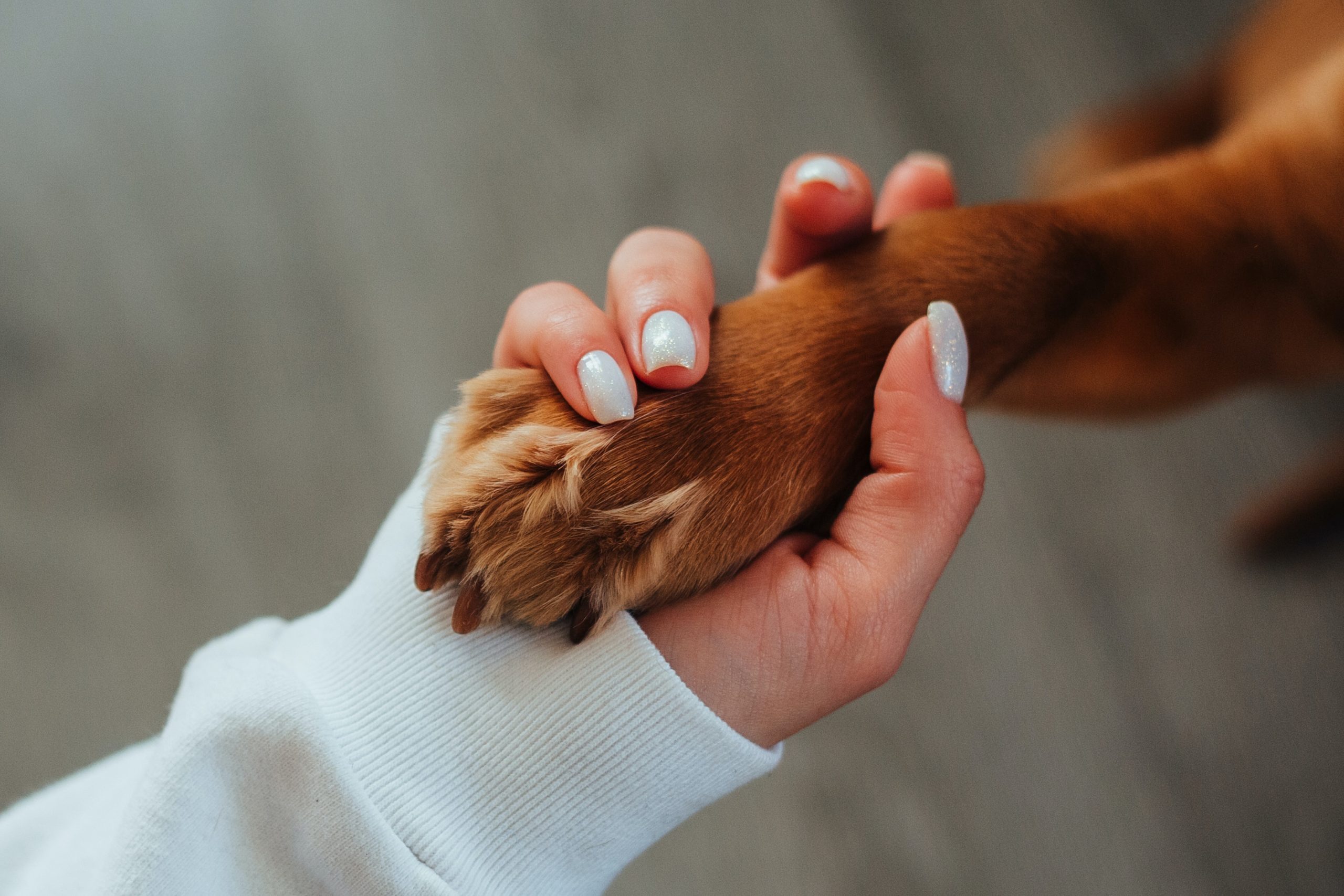 An older couple holding a farewell card for their dog Tessie